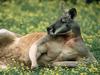 [Daily Photos] Red Kangaroo, Australia