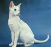 Blue-eyed Cat