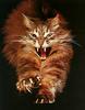 Fierce cat