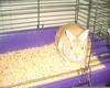 Spyro my Bunny