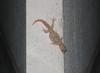 woodworm