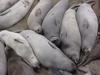 Lazy seals