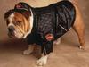 Bad To the Bone