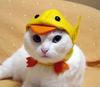 Cap cat