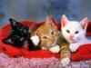 Kittens
