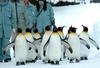 King Penguins