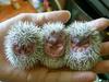 albino porcupines