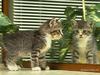 Mirror kitty
