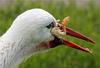 Tastes like chicken