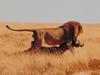 Lion's Dinner Time