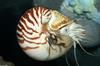 Chambered Nautilus (Nautilus pompilius)012