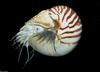 Chambered Nautilus (Nautilus pompilius)013