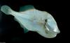 Orange Filefish (Aluterus schoepfi)