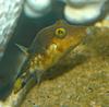 Sharpnose Puffer (Canthigaster rostrata)