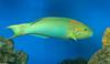 Sunset Wrasse (Thalassoma lutescens)