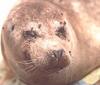 smile seal
