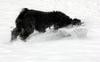 Digging the snow