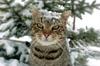 Snow Cat