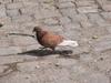 pigeon