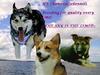 DOGS
