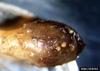 Yellow potato cyst nematode (Globodera rostochiensis)