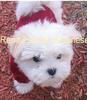 HAVANESE DOG