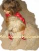 HAVANESE DOG