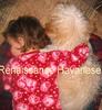 HAVANESE DOG