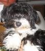 HAVANESE DOG