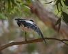 bird ballet (Australian Magpie)