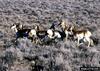 Pronghorn Antelopes (Antilocapra americana)