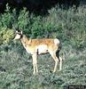 Pronghorn Antelope (Antilocapra americana)