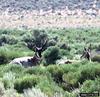 Pronghorn Antelopes (Antilocapra americana)