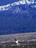 Pronghorn Antelopes (Antilocapra americana)