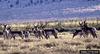 Pronghorn Antelopes (Antilocapra americana)