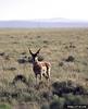 Pronghorn Antelope (Antilocapra americana)