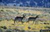 Pronghorn Antelopes (Antilocapra americana)