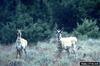 Pronghorn Antelopes (Antilocapra americana)