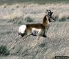 Pronghorn Antelope (Antilocapra americana)