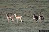 Pronghorn Antelopes (Antilocapra americana)