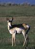 Pronghorn Antelope (Antilocapra americana)