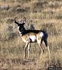 Pronghorn Antelope (Antilocapra americana)