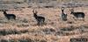 Pronghorn Antelope (Antilocapra americana)