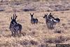 Pronghorn Antelopes (Antilocapra americana)