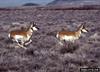 Pronghorn Antelopes (Antilocapra americana)