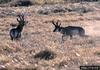 Pronghorn Antelopes (Antilocapra americana)