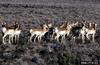 Pronghorn Antelopes (Antilocapra americana)