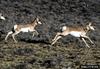 Pronghorn Antelopes (Antilocapra americana)