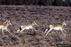 Pronghorn Antelopes (Antilocapra americana)