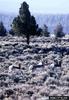 Pronghorn Antelopes (Antilocapra americana)